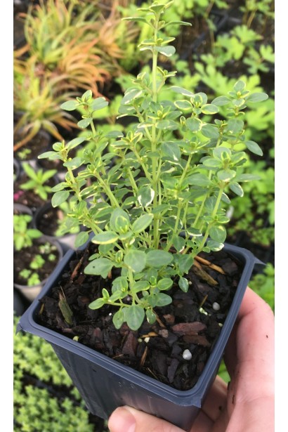 Чебрець Голден Лемон саджанець Р9